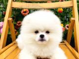 Boo Surat Pomerani̇an Yavrularimiz