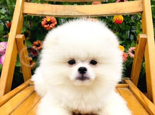 Boo Surat Pomerani̇an Yavrularimiz görsel
