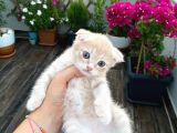 British Shorthair Anne Ve Scr Scottish Fold Baba