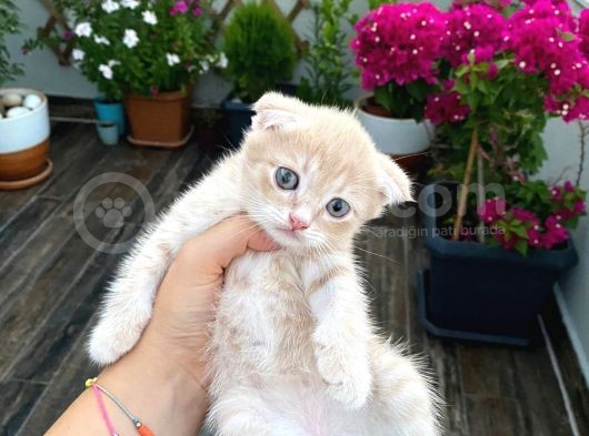 British Shorthair Anne Ve Scr Scottish Fold Baba görsel