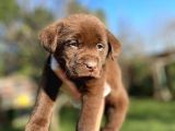 Chocolate Labrador Yavrularımız