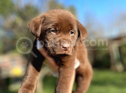 Chocolate Labrador Yavrularımız görsel
