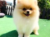 A Class Pomerani̇an Boo Yavrularimiz