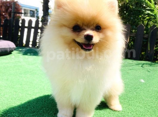 A Class Pomerani̇an Boo Yavrularimiz