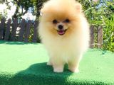 A Class Pomerani̇an Boo Yavrularimiz