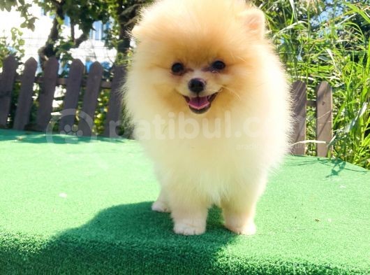 A Class Pomerani̇an Boo Yavrularimiz görsel