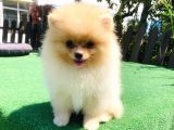 A Class Pomerani̇an Boo Yavrularimiz