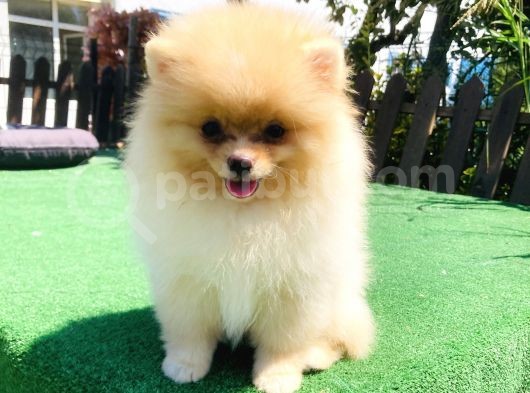 A Class Pomerani̇an Boo Yavrularimiz görsel