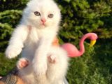 Karbeyaz Scottish Fold Yavrularımız