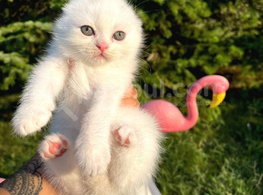 Karbeyaz Scottish Fold Yavrularımız görsel