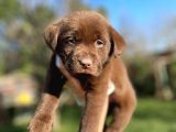 Chocolate Labrador Yavrularımız