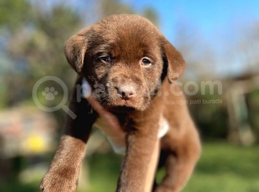 Chocolate Labrador Yavrularımız