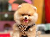 Ayıcık Surat Boo Pomeranian Yavrular
