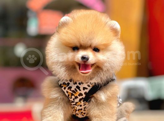 Ayıcık Surat Boo Pomeranian Yavrular görsel