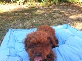 Toy Poodle