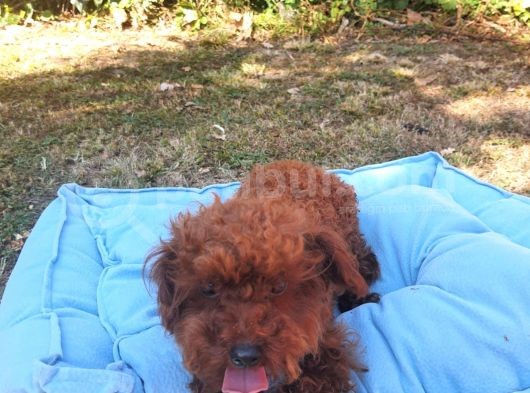 Toy Poodle görsel