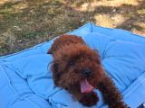 Toy Poodle