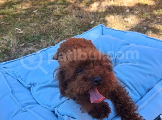 Toy Poodle görsel