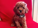 Red Light Toy Poodle Mini Boy Yavrular