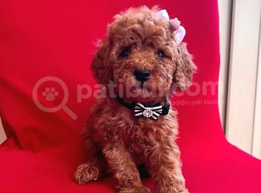 Red Light Toy Poodle Mini Boy Yavrular görsel