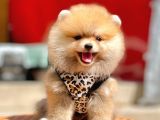 Ayıcık Surat Boo Pomeranian Yavrular