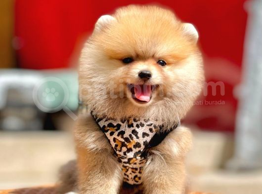 Ayıcık Surat Boo Pomeranian Yavrular