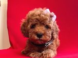 Red Light Toy Poodle Mini Boy Yavrular