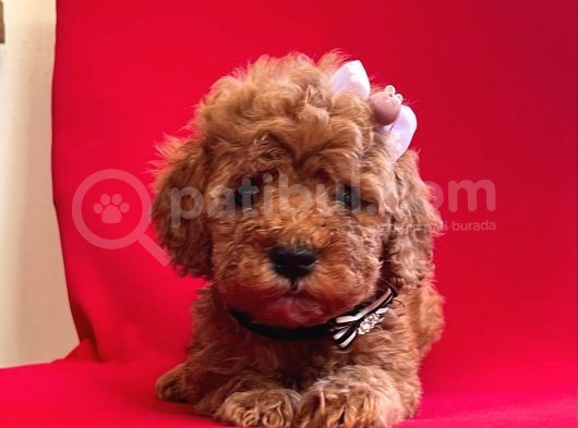 Red Light Toy Poodle Mini Boy Yavrular görsel