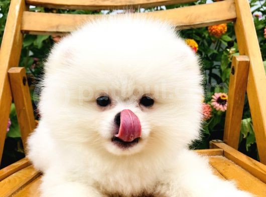 Boo Surat Pomerani̇an Yavrularimiz görsel