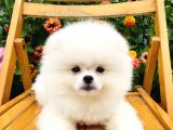 Boo Surat Pomerani̇an Yavrularimiz