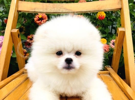 Boo Surat Pomerani̇an Yavrularimiz