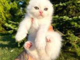Karbeyaz Scottish Fold Yavrularımız