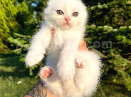 Karbeyaz Scottish Fold Yavrularımız