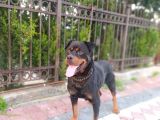 A Kalite Rotweiller Yavrular