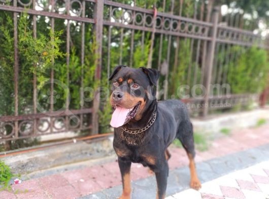 A Kalite Rotweiller Yavrular görsel