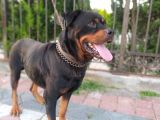 A Kalite Rotweiller Yavrular