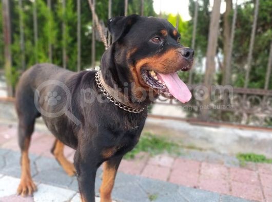 A Kalite Rotweiller Yavrular görsel