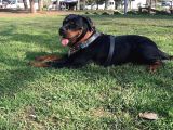 A Kalite Rotweiller Yavrular