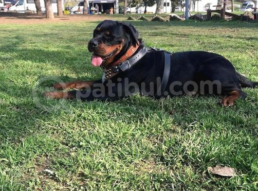 A Kalite Rotweiller Yavrular