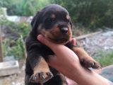 A Kalite Rotweiller Yavrular