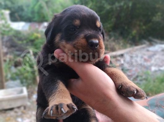 A Kalite Rotweiller Yavrular görsel