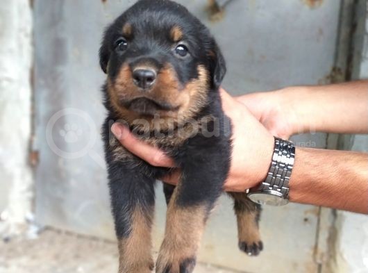 A Kalite Rotweiller Yavrular görsel