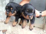 A Kalite Rotweiller Yavrular