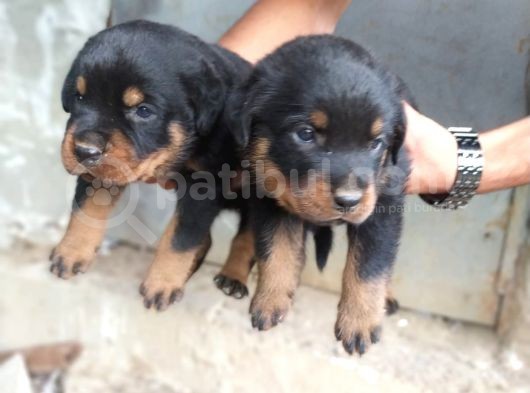 A Kalite Rotweiller Yavrular görsel