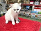 Silver Yavrularımız Sağlıklı Bir Şekilde Sizleri Bekliyor