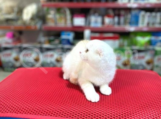 Silver Yavrularımız Sağlıklı Bir Şekilde Sizleri Bekliyor görsel