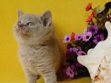 British Shorthair Yavrular