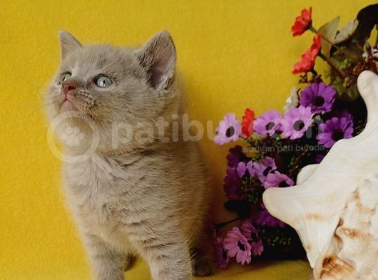 British Shorthair Yavrular