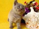 British Shorthair Yavrular