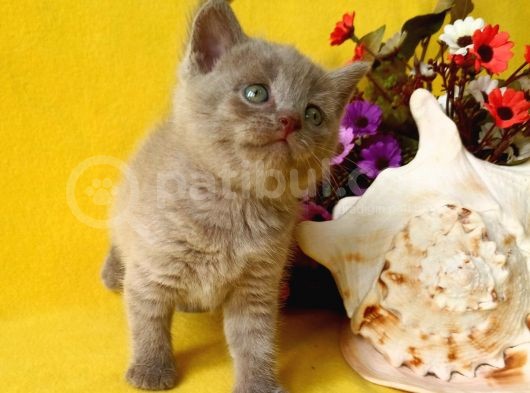 British Shorthair Yavrular görsel